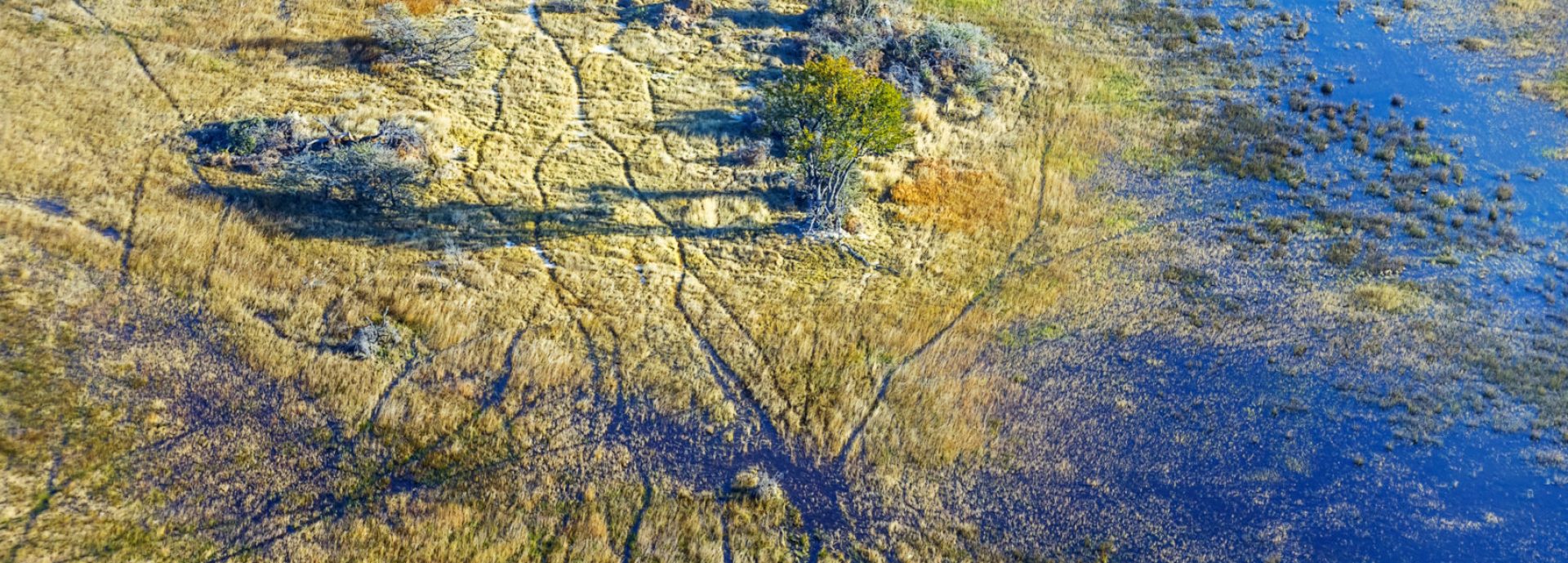 Aerial view of marshland and tree