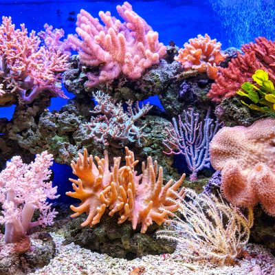 Brightly coloured coral reef